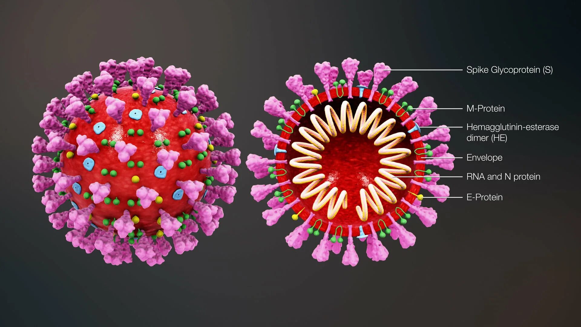 Www virus. Коронавирус 19 строение вируса. Строение коронавируса Covid-19. Вирус ковид 19. Строение вируса SARS-cov-2.