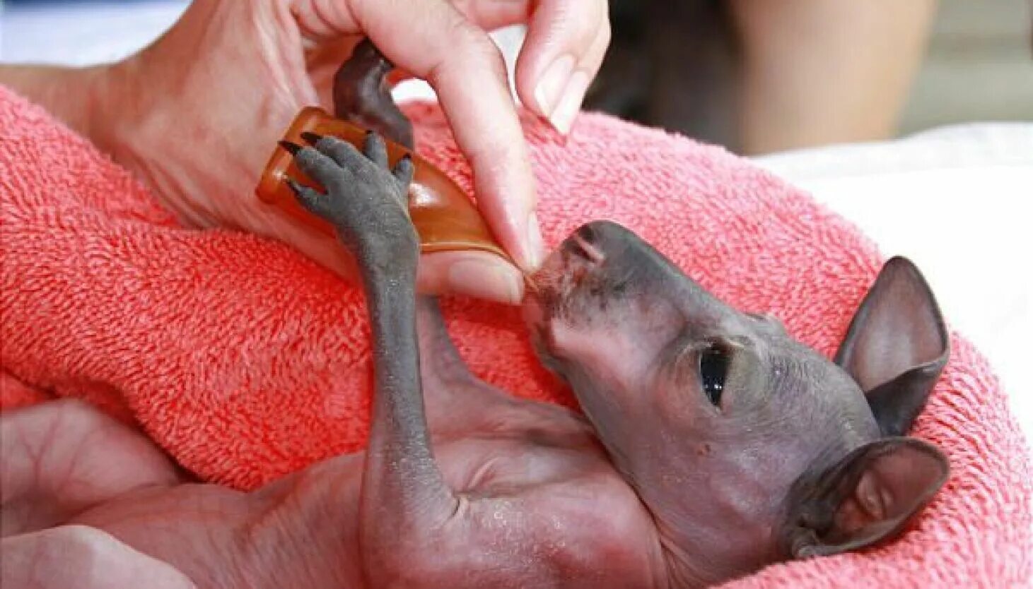 Сколько весит детеныш. Детёныш кенгуру новорожденный. Новородившиеся кенгуру. Кенгуру с детенышем. Кенгуру рожает кенгуренка.