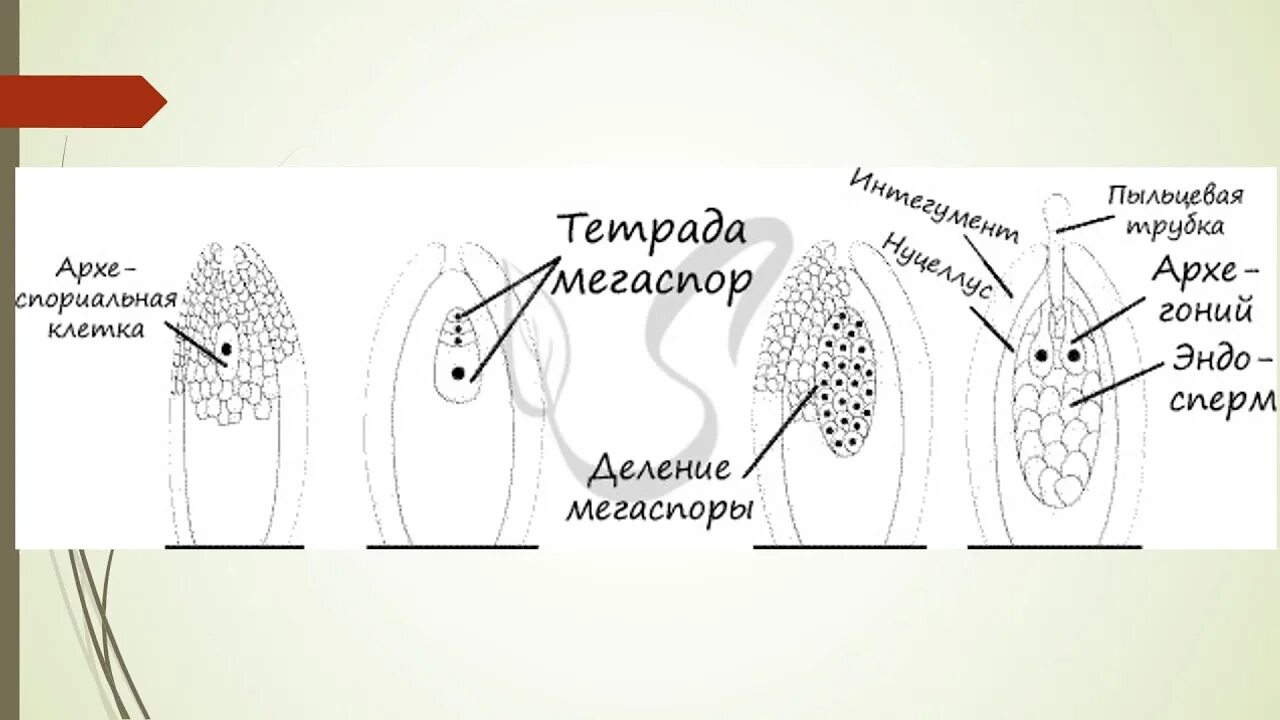 Образование женского гаметофита у голосеменных. Образование женского гаметофита у покрытосеменных схема. Гаметофит цветковых растений строение. Схема развития мужского гаметофита. Женский гаметофит образован