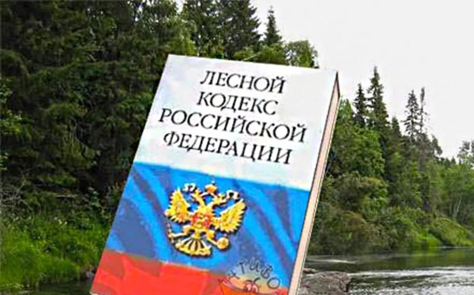 Лесное законодательство российской федерации