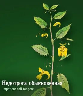 Недотрога какой род