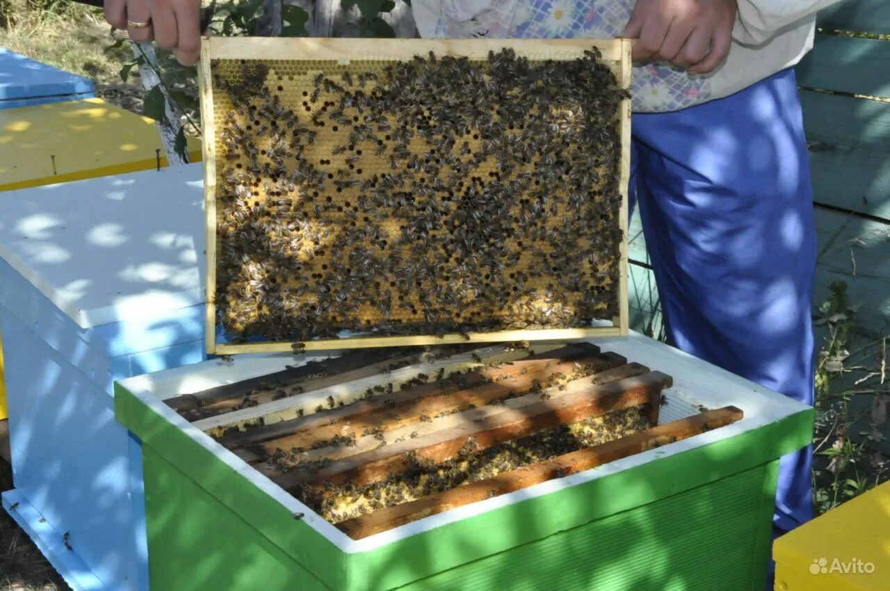 Купить семью пчел. Пчеловодство в Краснодарском крае. Пчелосемьи. Пчелопакеты зимовалые. Продаются пчелосемьи.