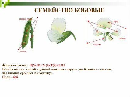 Какой цветок у бобовых