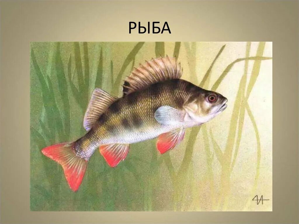 Окунь описание. Краснохвостый окунь. Внутреннее строение рыбы рисунок биология. Окунь 3 буквы. Живопись акварелью.