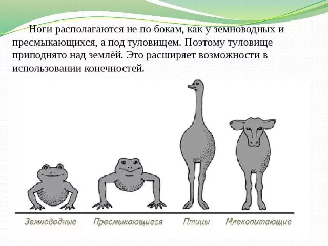PPT - Позвоночные животные PowerPoint Presentation, free download - ID:6621731