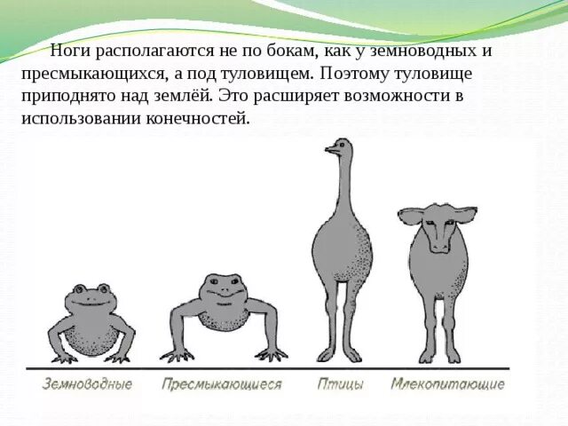 Конечности располагаются под туловищем. Конечности млекопитающих. Ноги располагаются под туловищем млекопитающие. Конечности млекопитающих расположены по бокам.