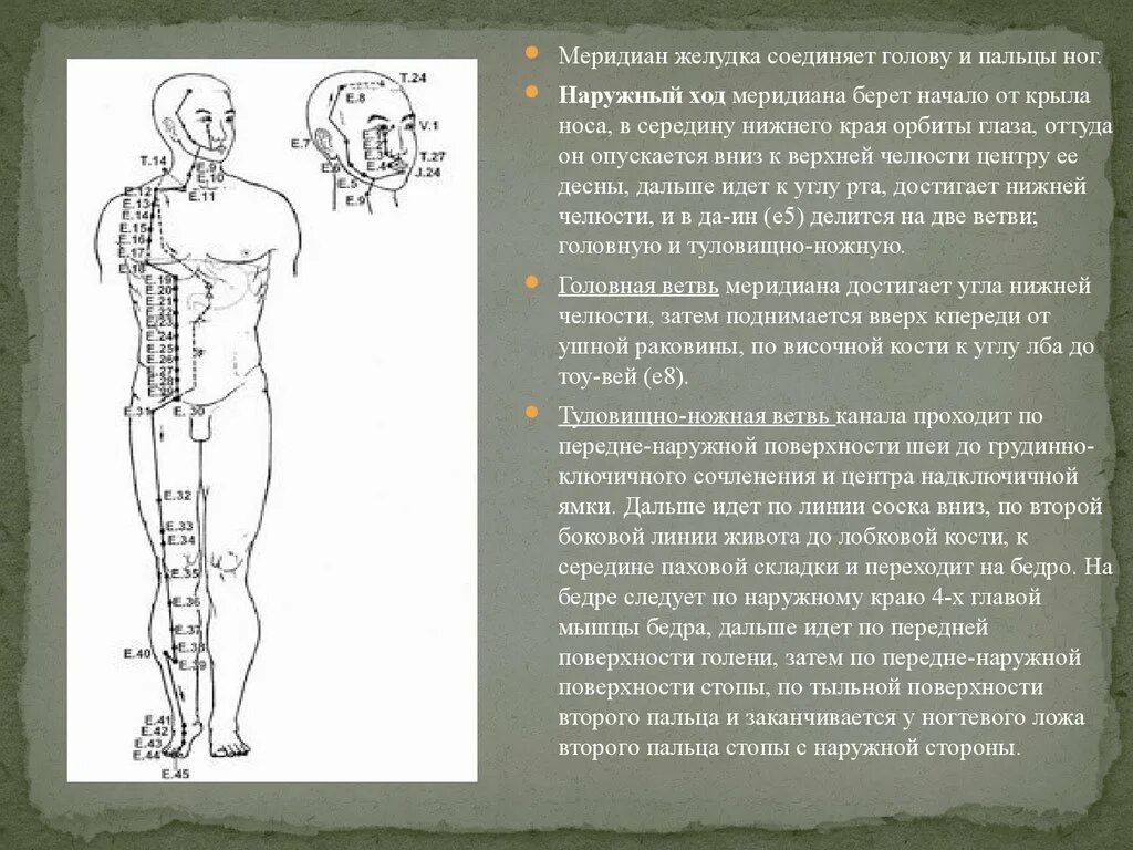 Первая основная точка. Меридиан желудка внутренний ход. Меридиан желудка биологически активные точки. Эледия Меридиан желудка. Меридиан желудка топография акупунктурных точек.