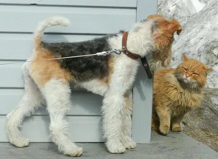 Здесь кошку