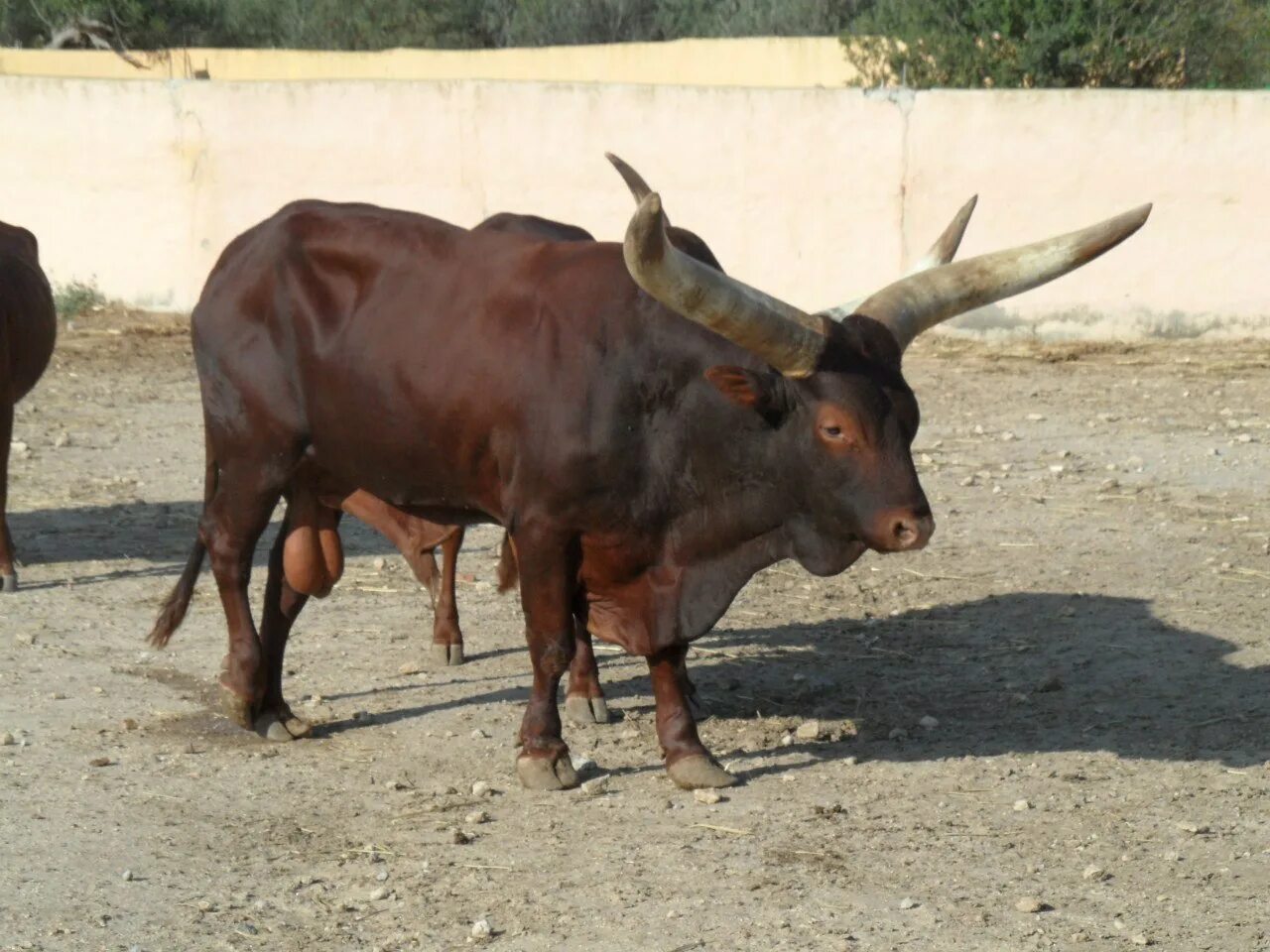 Bull cock