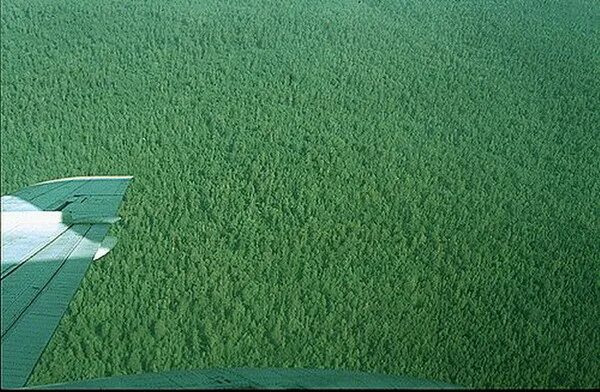 зелёное море тайги. под крылом самолета тайга. под крылом тайга. виды самолетов россии. тайга под крылом самолета.