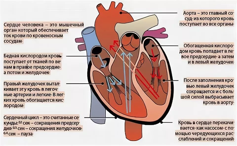 Спортивное сердце это. Описание здорового сердца. Сердце человека для буклета. Что полезно для сердца человека. Как работает сердце человека 3 класс.