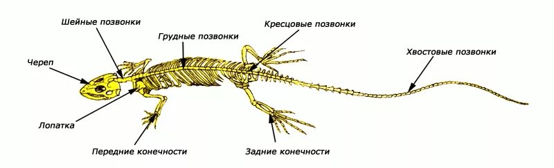 Ящерица подпись. Скелет пресмыкающихся отделы позвоночника. Внутреннее строение пресмыкающегося скелет. Строение скелета ящерицы пресмыкающихся. Внутреннее строение пресмыкающихся скелет.