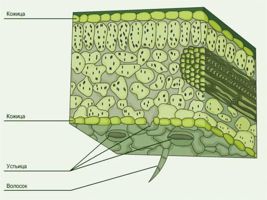 Слой клеток листа. Покровная ткань эпидерма. Покровная ткань эпидермис листа. Ткани растений поперечный срез листа. Покровные ткани растений эпидерма.