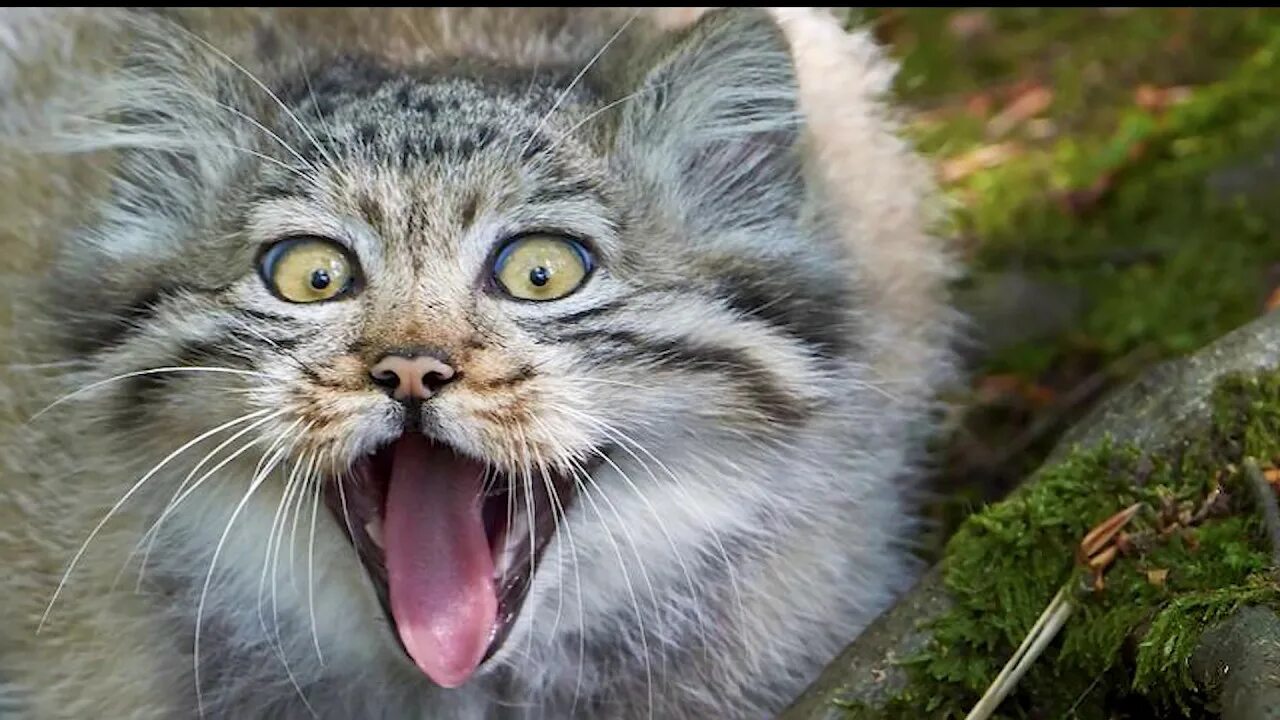 Саблезубый кот. Саблезубая кошка порода. саблезубый кот домашний. саблезубый кот домашний порода.