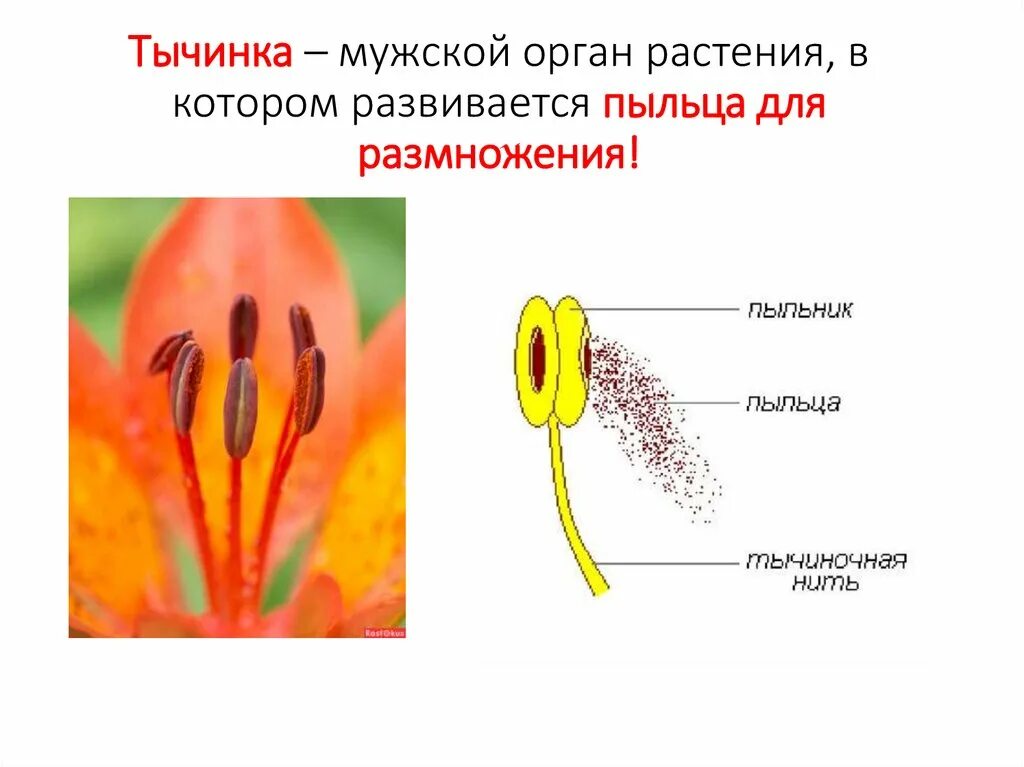 Пыльца образуется в тычинок. Схема пестика и тычинки строение. Строение пестика и тычинки. Биология 6 класс пестик и тычинка. Строение пестика и тычинки биология 6.