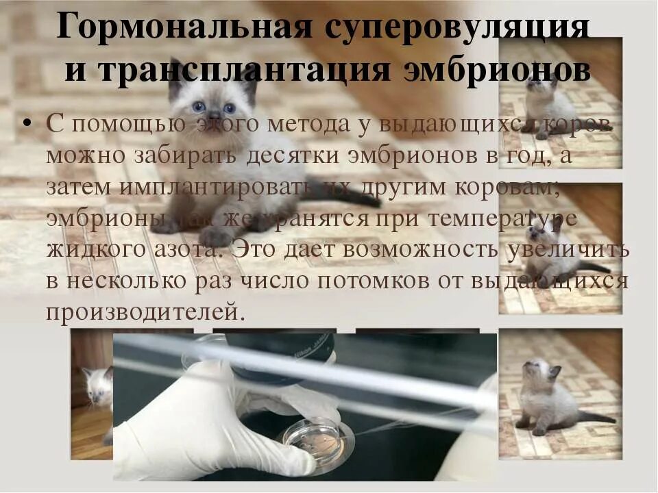 Пересадка животных. Технология трансплантации эмбрионов. метод гормональной суперовуляции и трансплантации это. суперовуляция у животных. гормональная суперовуляция и трансплантация эмбрионов.