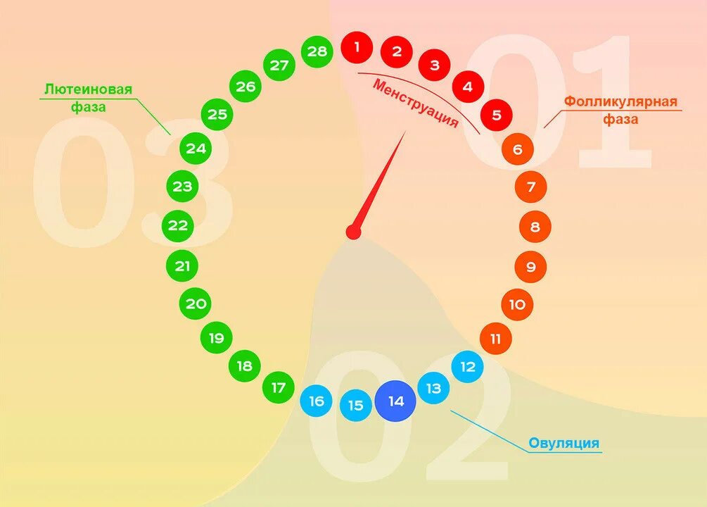 Предменструальный цикл. Лютеиновая фаза. Менструационный цикл. Лютеиновая фаза цикла. Сдвинулась овуляция