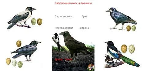 Сорока 6