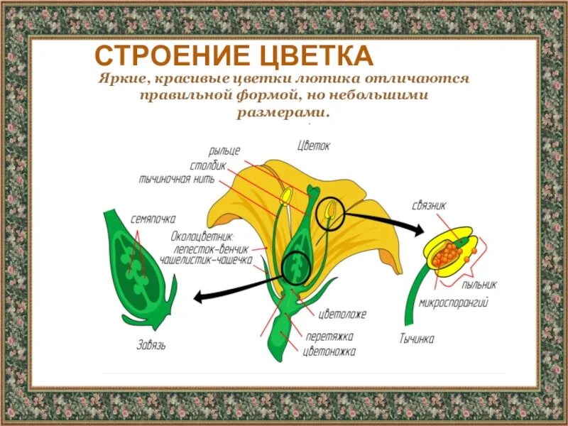 Какой тип питания характерен для лютика весеннего. Лютик едкий строение. Лютик едкий строение цветка. Ранункулюс строение растения. Семейство Лютиковые строение цветка.