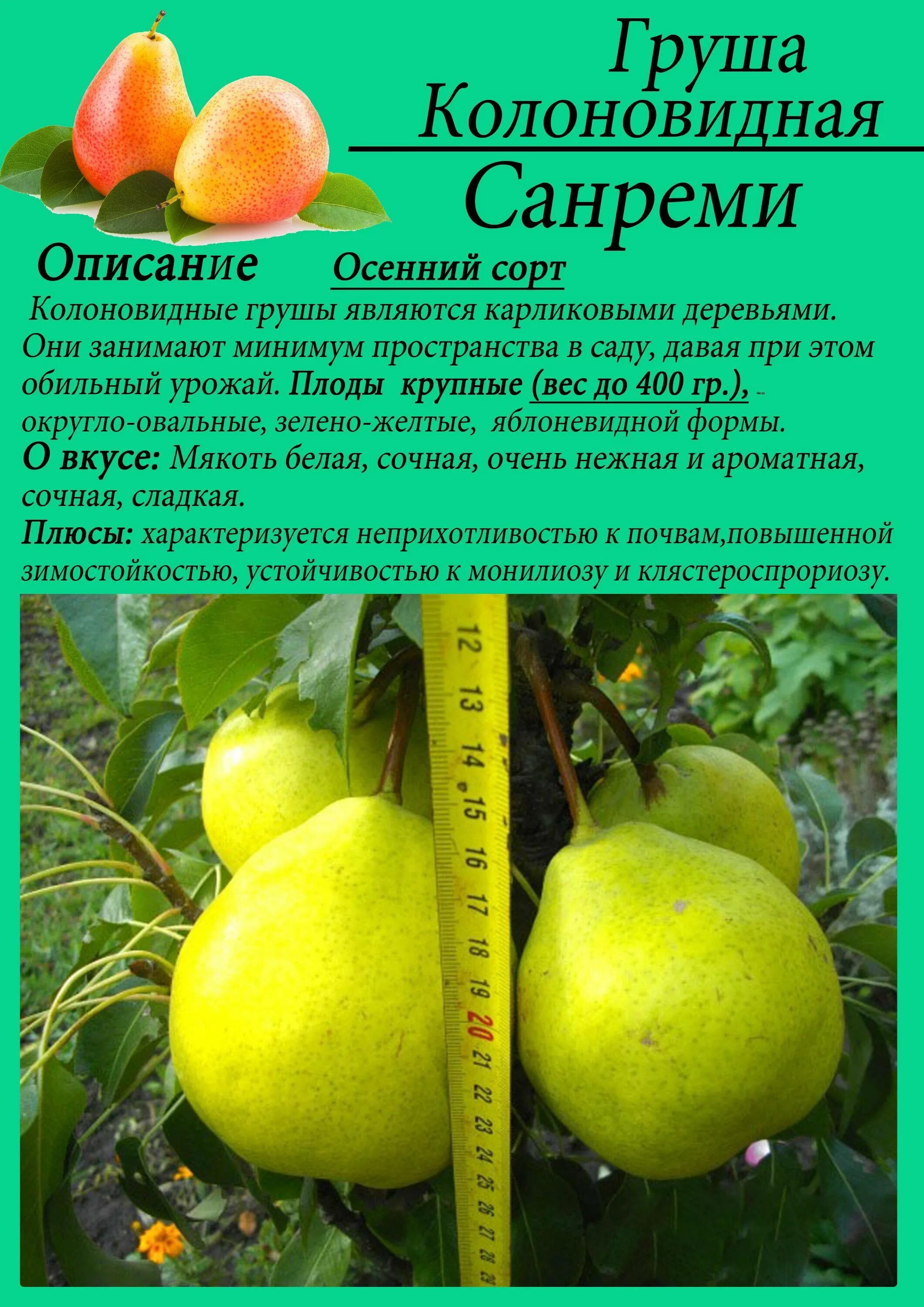 Груша декора описание сорта фото отзывы. САНРЕМИ колоновидная груша описание сорта. Груша колоновидная Павловская. Груша колоновидная сорт г1. Груша колоновидная медовая.