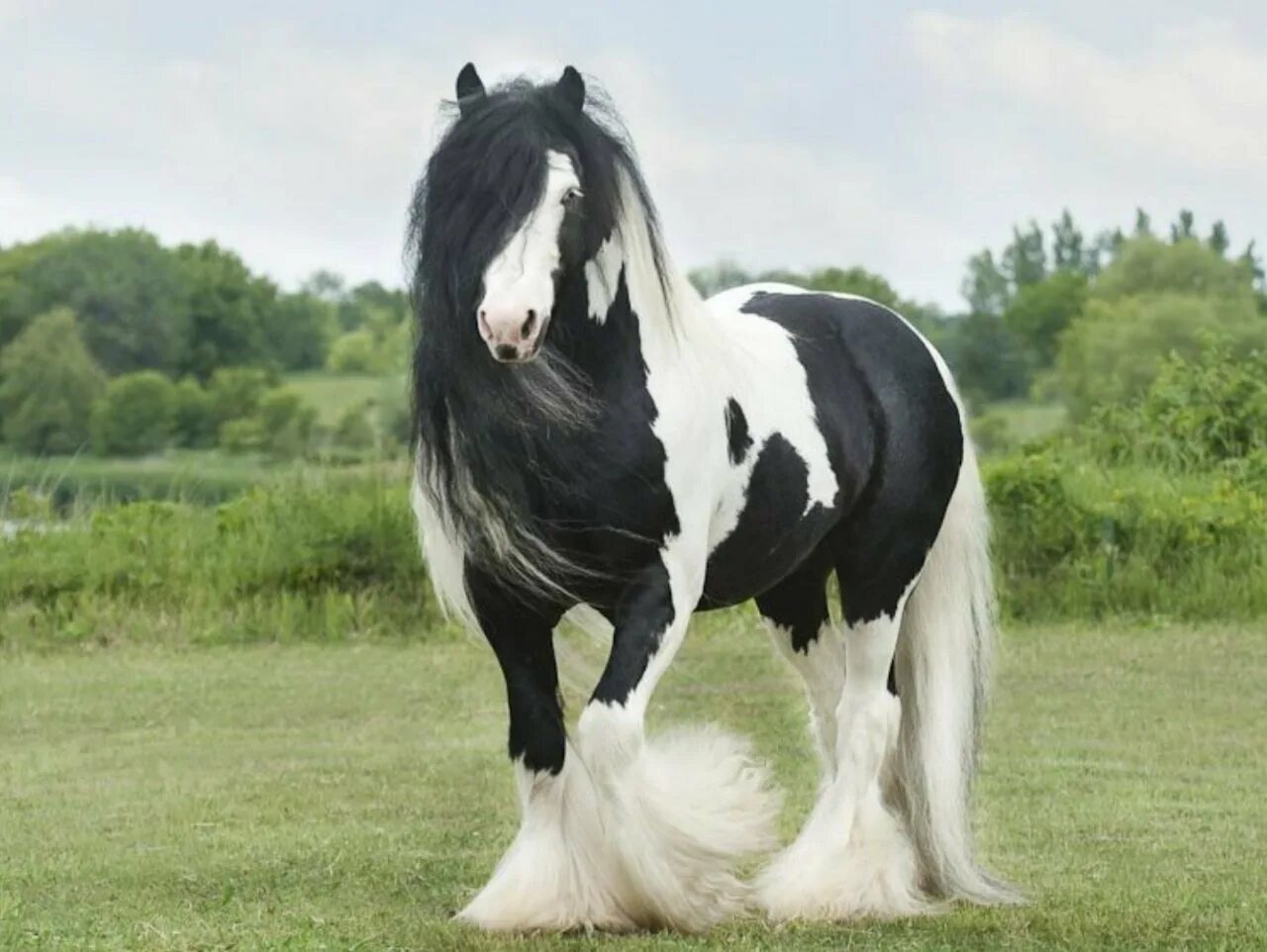 Лошади породы Шайр. Лошадь породы Gypsy Vanner. Тяжеловоз Шайр. Шайр тяжеловоз вороной.