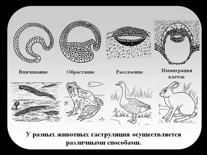 Особенности гаструляции у разных классов позвоночных животных