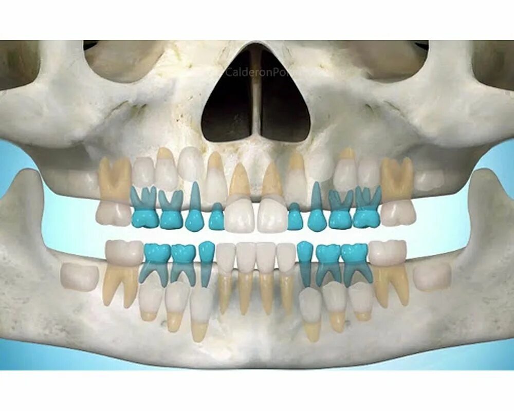 Меняются передние зубы. Челоюсть смолочными зубами. Молочные и коренные зубы снимок.