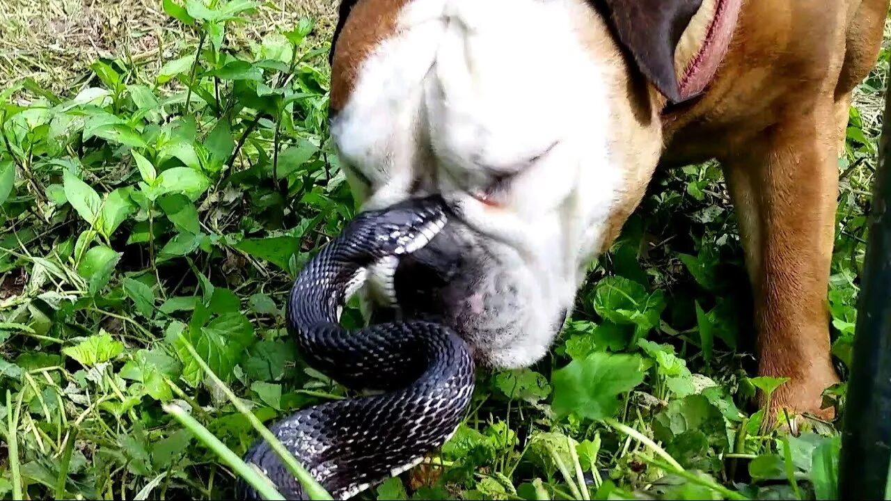 Змея и собака фото Best Buds- when I brought my Ball Python home my dog decided he was the coolest