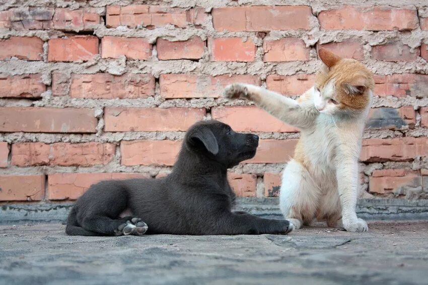 Dog cat streets. Dog cat streets. Бездомные животные. Бездомные животные кошки и собаки. Кенгуру для кошек.