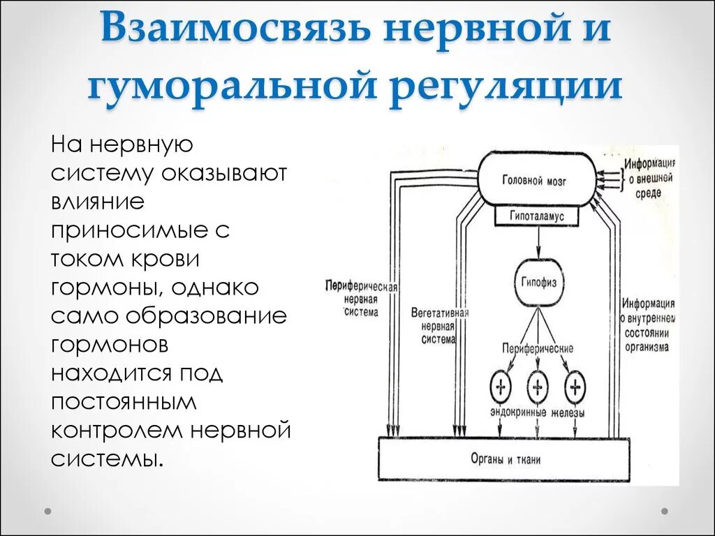 Что не характерно для гуморальной регуляции. Взаимодействие механизмов нервной и гуморальной регуляции функций.. Схема связь нервной и гуморальной регуляции. Регуляция функции организма таблица 8 класс. Взаимоотношение нервных и гуморальных механизмов регуляции..