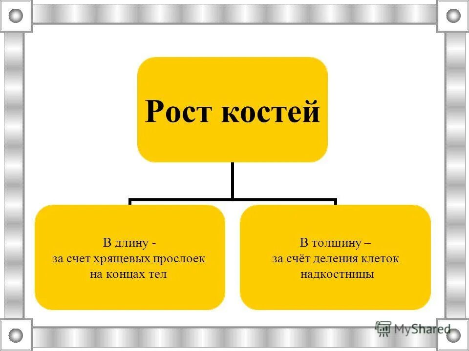 За счет чего кость растет в длину и толщину. Кость растет за счет. Трубчатая кость растет в длину за счет. Рост костей в толщину. Бедренная кость надкостница.
