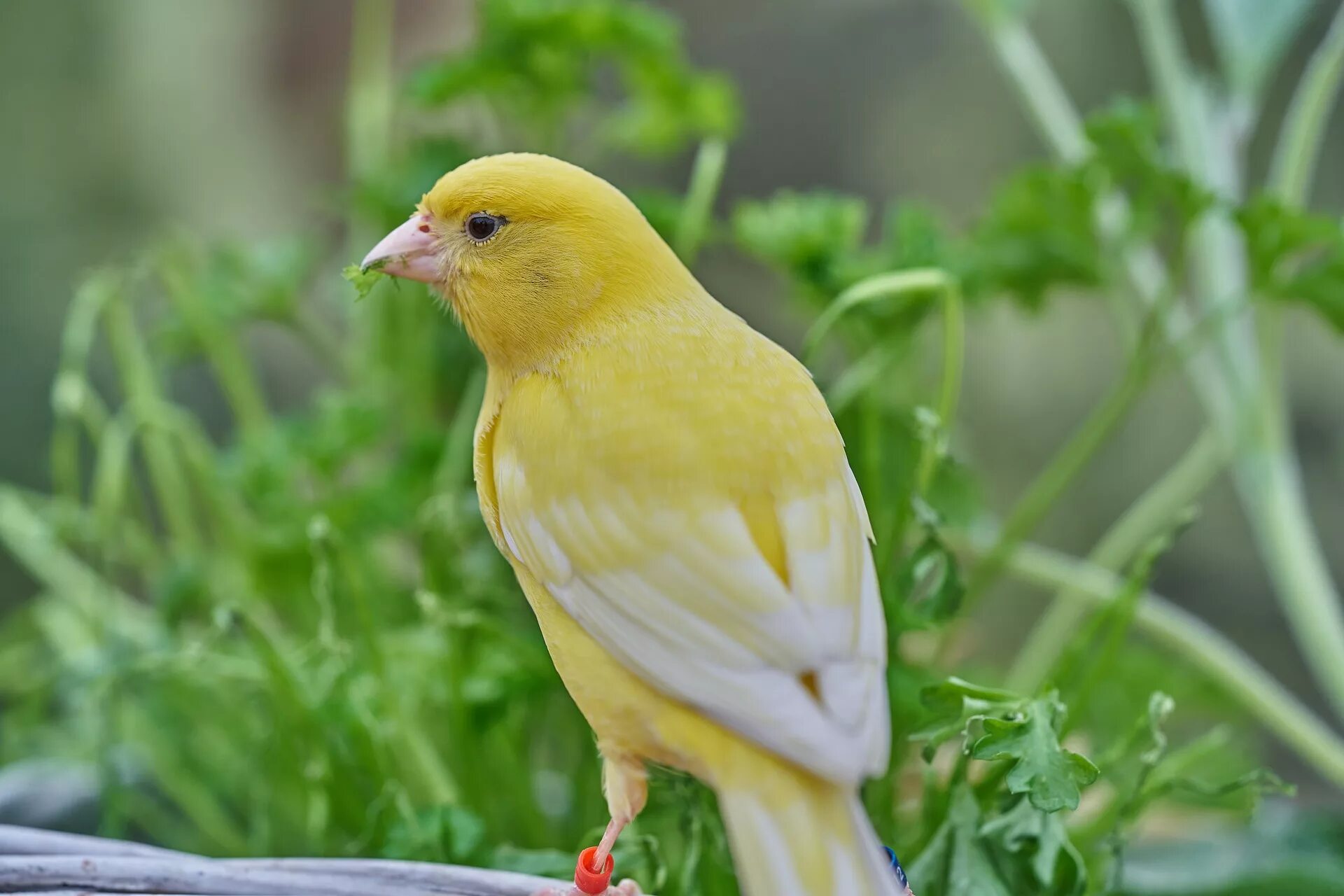 Canary перевод. Кенар птица. Канарейка альбинос. Желтый кенар. Канарейка певчая.