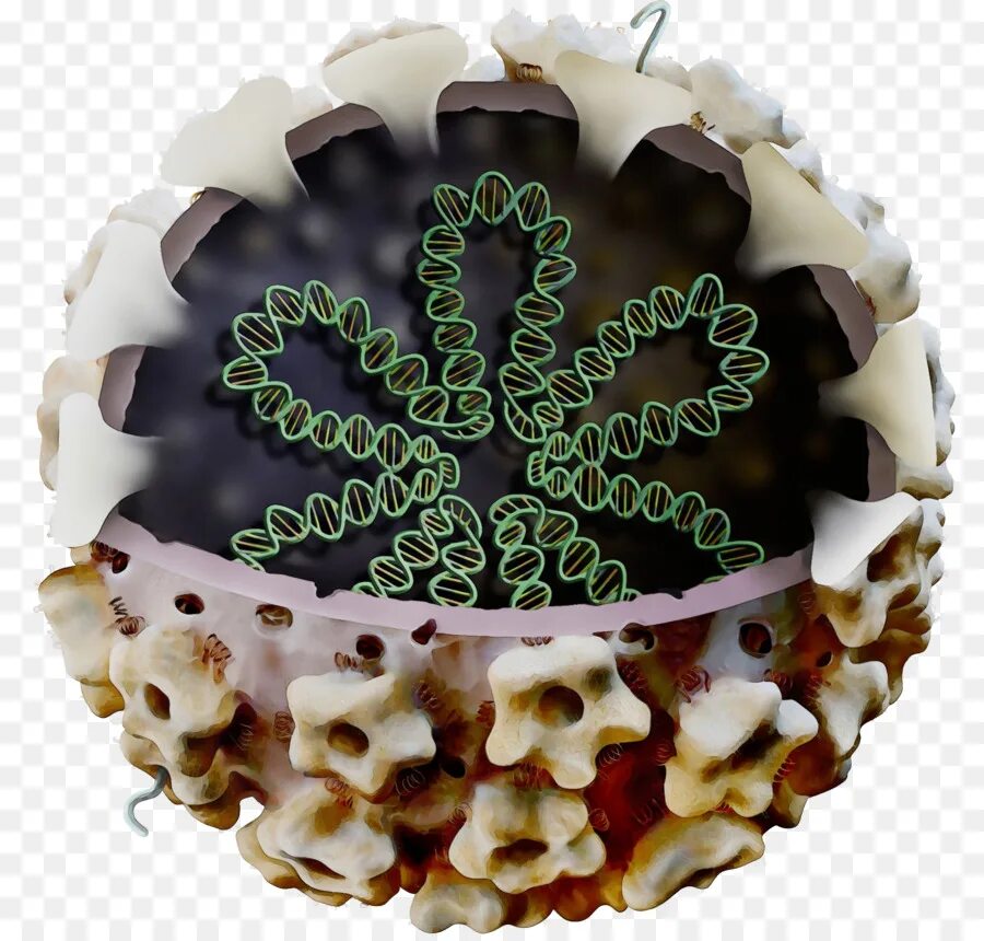 Papilloma virus 16
