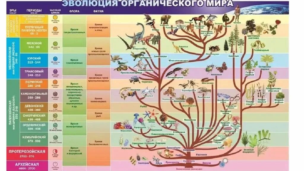 Новая систематика