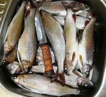 Хариус вкусная рыба