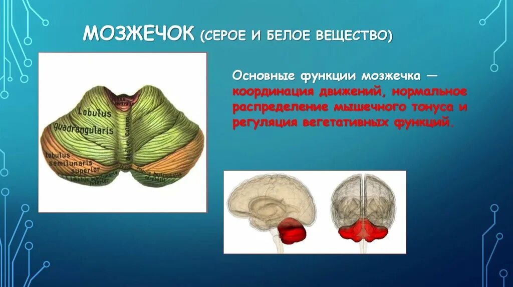 Серое и белое вещество мозжечка анатомия. Функции серого вещества мозжечка. Ядра мозжечка. Серое вещество мозжечка расположено.