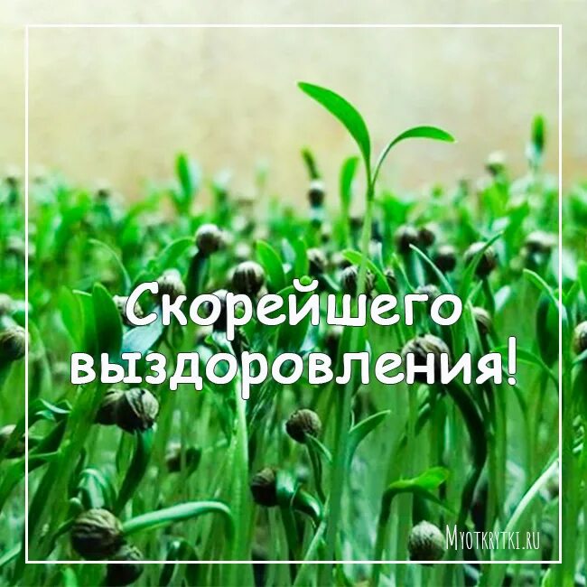 Колышется листва скорейшего выздоровления. Скорейшего выздоровления вам. картинки с выздоровлением. скорейшего выздоровления мужчине. скорейшего выздоровления картинки.