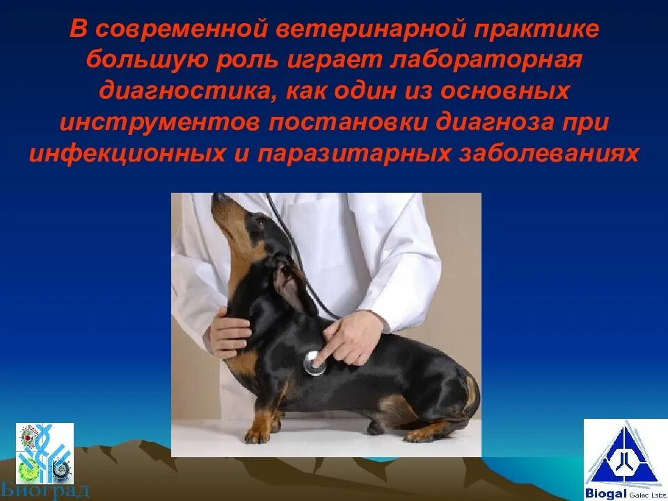 Функции ветеринарии. Профессия ветеринар презентация. Функции ветеринарии. Профессия ветеринар. Ветеринар доклад.