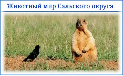 Животный мир дона