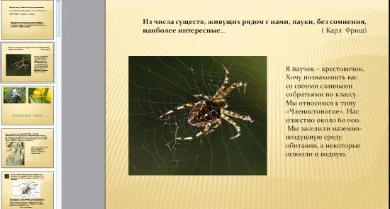 паук не насекомое. все знаки человека паука. смешные факты о пауках. все эмблемы человека паука. майка с пауком на спине.