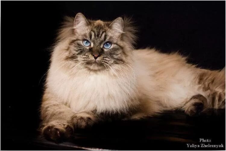 Russian Blue Cats with Long Hair