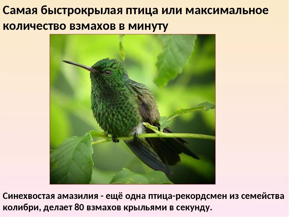 Взмахов в секунду. Быстрокрылые птицы. птицы рекордсмены. самые самые птицы рекордсмены. сколько взмахов крыльями делает колибри в минуту.