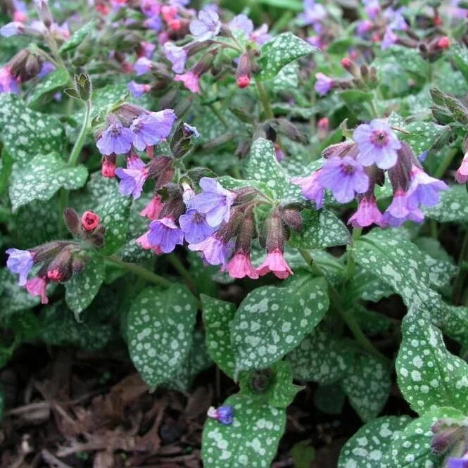 Медуница купить саженцы. Медуница (Pulmonaria) миссис Мун. Медуница сахарная Пульмонария. Медуница валовидная. Медуница сахарная леопард.