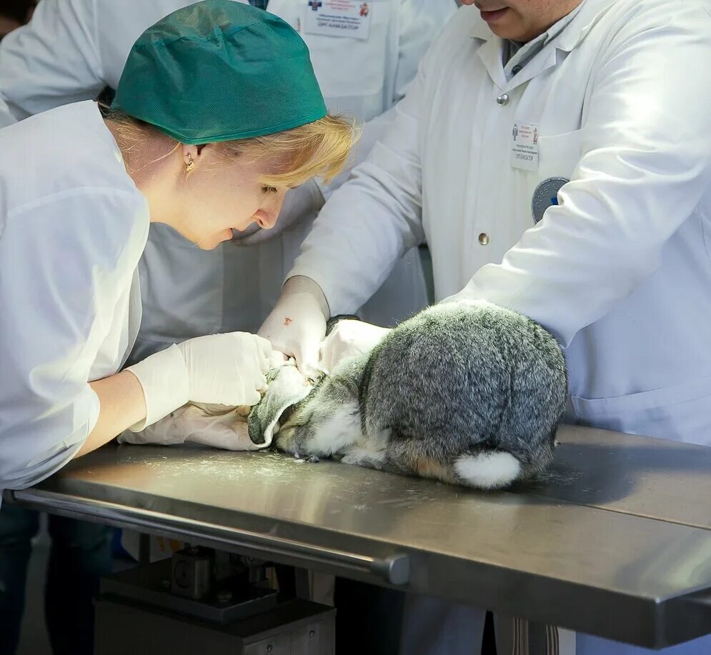 адреса болезнь животных. адреса болезнь животных. туберкулез у собак и кошек. адреса болезнь животных. адреса болезнь животных.