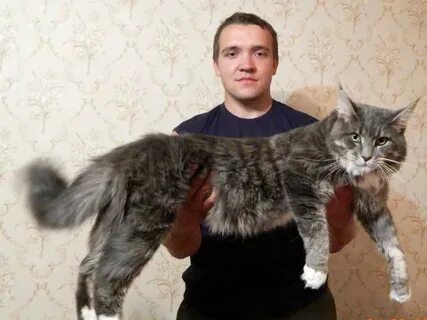 Кун минск