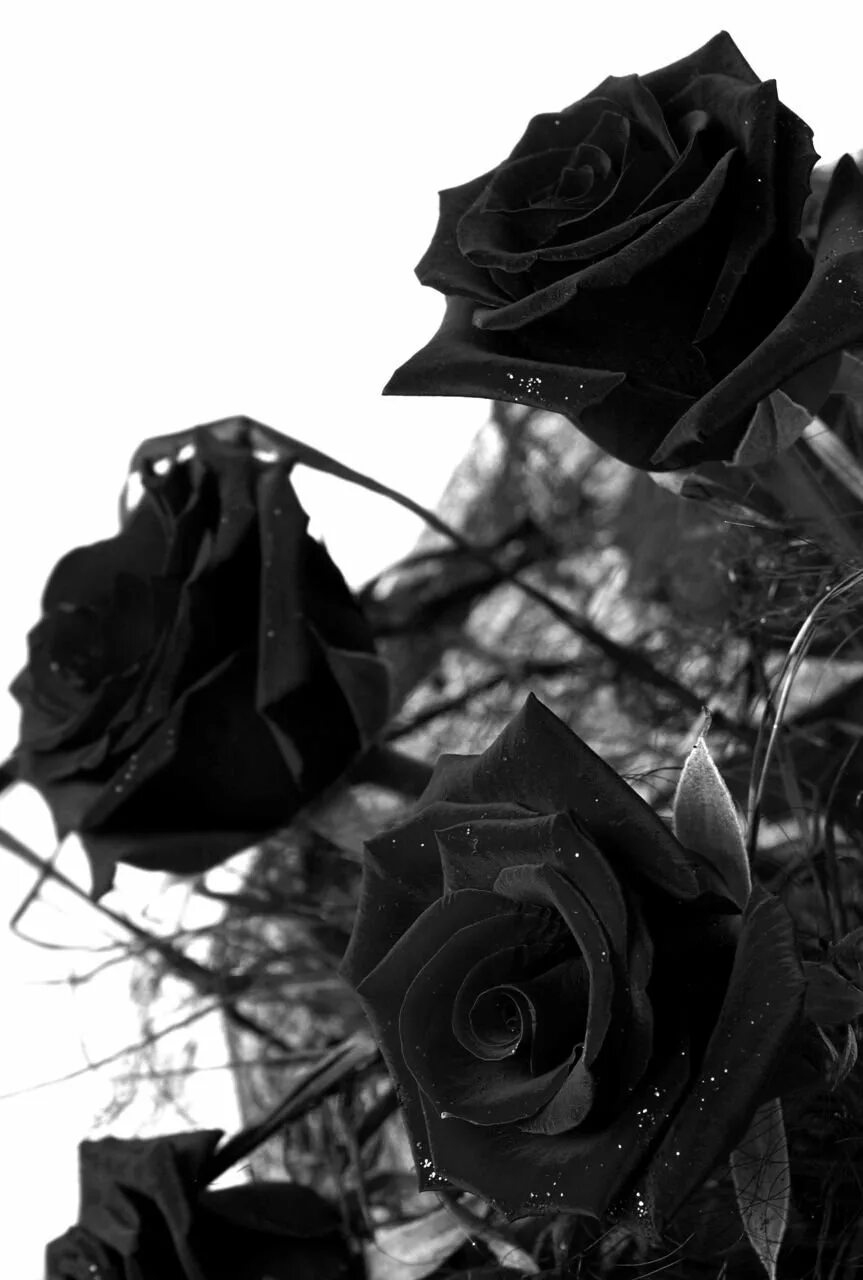 Черный подборка. Черные цветы. Мрачные цветы. Черная роза. Эстетика черного.