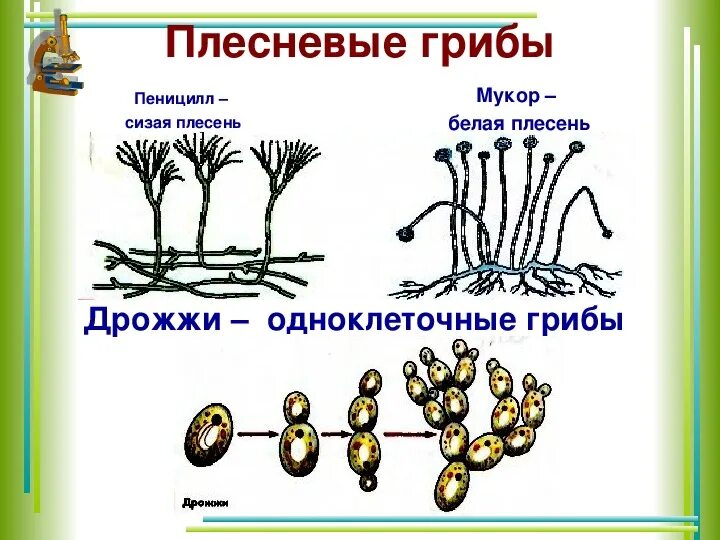 Чем строение пеницилла отличается от строения. Строение плесневого гриба дрожжи. Строение гриба пеницилл 5 класс биология. Строение мукора пеницилла дрожжей. Плесневелые грибы строение грибница.