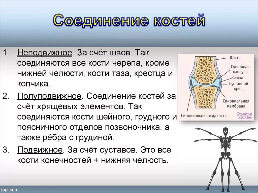 Подвижные и полуподвижные кости. Суставы подвижные неподвижные и полуподвижные. Полуподвижное соединение костей. Неподвижное соединение костей. Соединения костнй неподвижно.