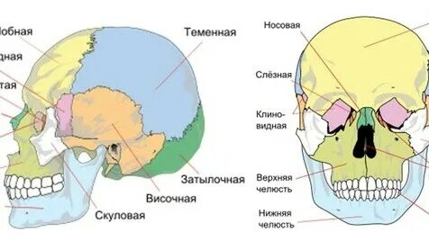 Назовите воздухоносные кости лицевого черепа