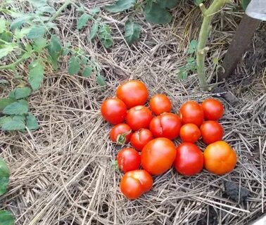 Урожайность томата сибирский скороспелый